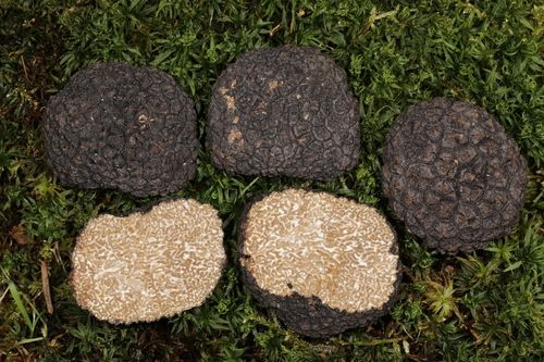 Tuber aestivum (Truffle) — photo