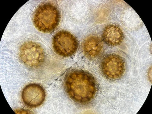 Tuber borchii (March truffle) — photo