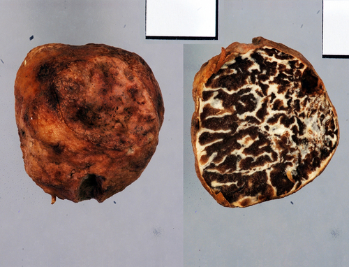 Tuber borchii