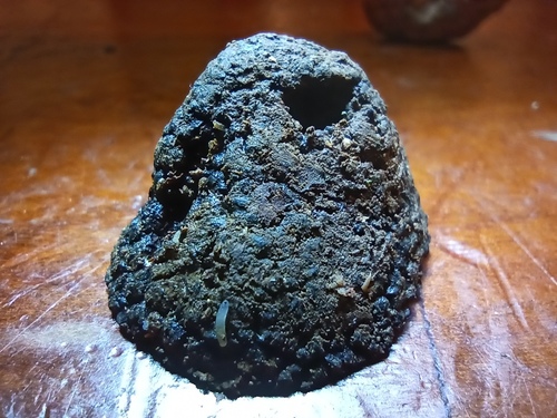 Tuber brumale var. moschatum — photo