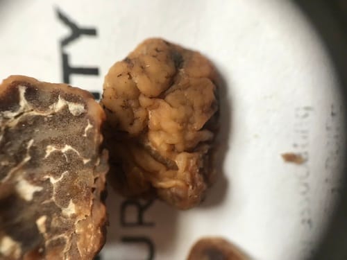 Tuber californicum (California truffle) — photo