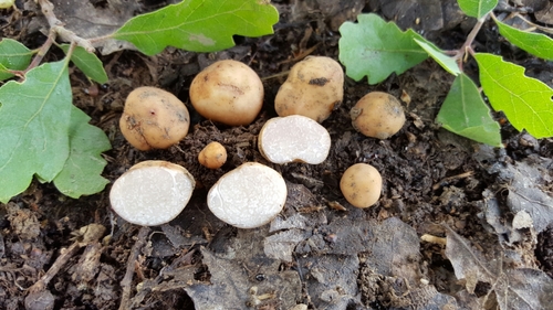 Tuber californicum