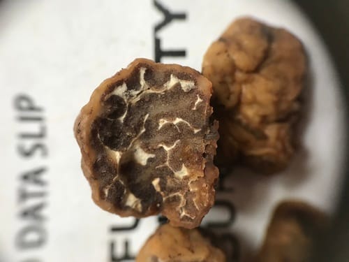 Tuber californicum (California truffle) — photo