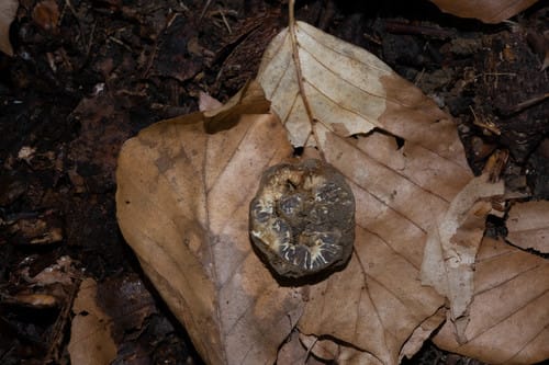 Tuber excavatum (Hollowed truffle) — photo