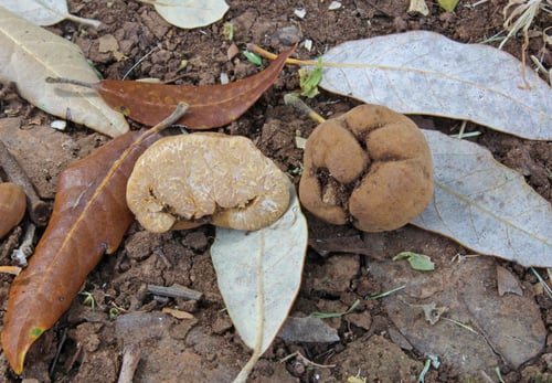Tuber excavatum