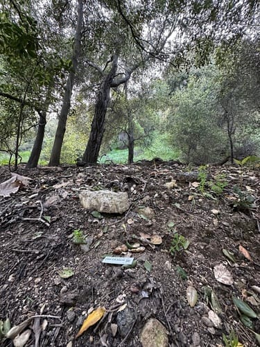 Tuber gibbosum (Oregon white truffle) — photo