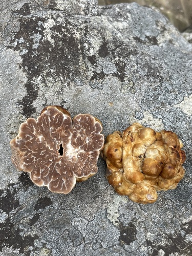 Tuber gibbosum