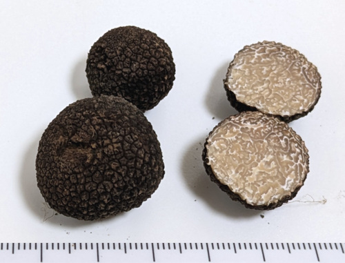 Tuber himalayense