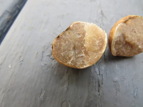 Tuber maculatum — photo
