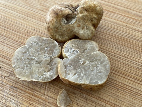 Tuber maculatum
