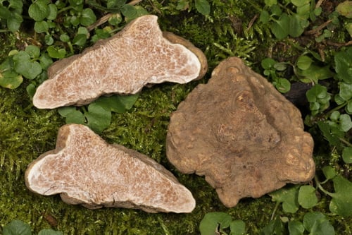 Tuber magnatum