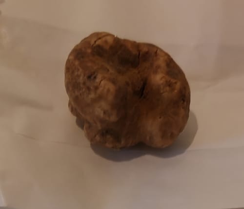 Tuber magnatum (White truffle) — photo