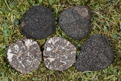 Tuber melanosporum (Black truffle) — photo