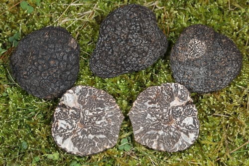 Tuber melanosporum (Black truffle) — photo