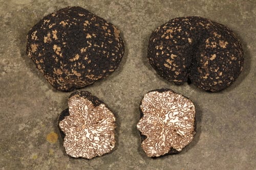 Tuber mesentericum (Bagnoli truffle) — photo