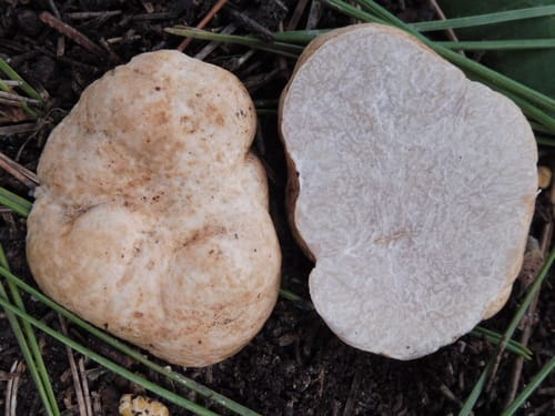 Tuber oligospermum — photo