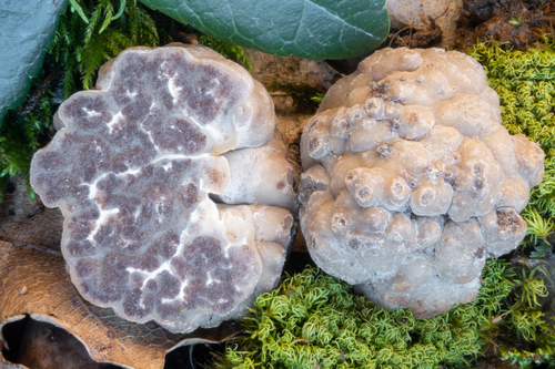 Tuber oligospermum