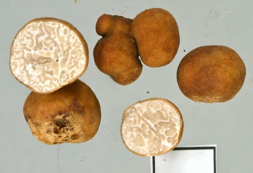 Tuber rufum
