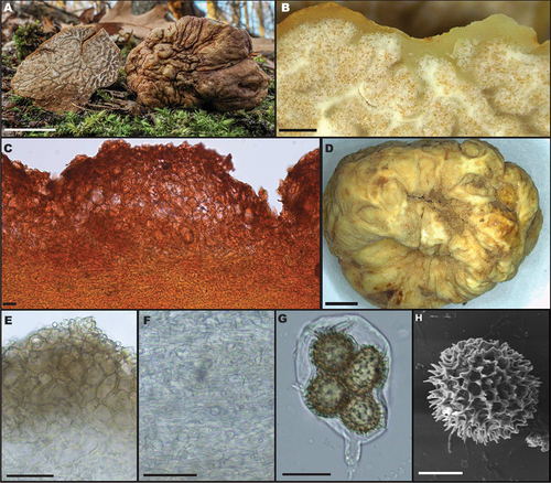 Tuber sp (Truffle) — photo