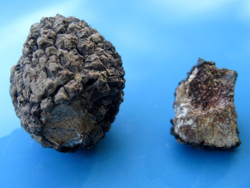 Tuber uncinatum (Burgundy truffle) — photo