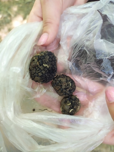 Tuber uncinatum (Burgundy truffle) — photo
