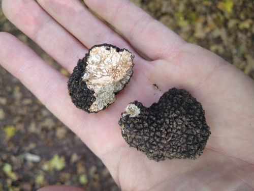 Tuber uncinatum