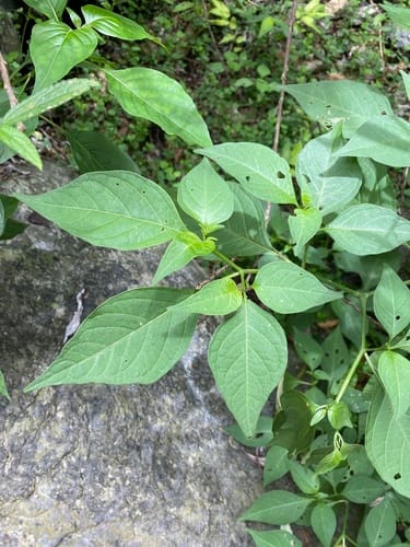 Tubocapsicum anomalum — photo