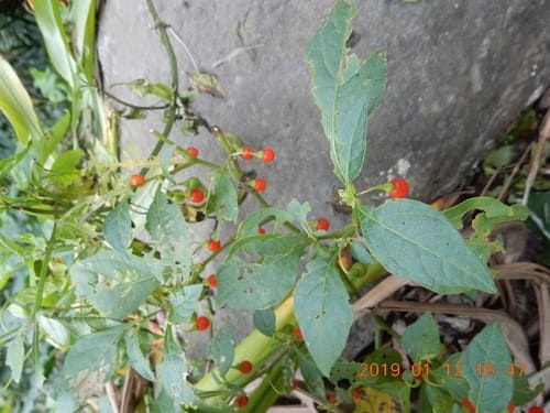 Tubocapsicum anomalum — photo