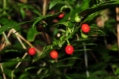 Tubocapsicum anomalum