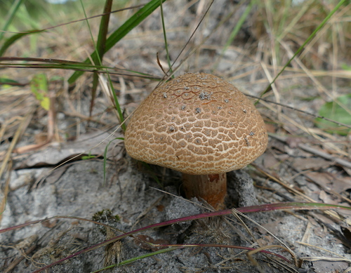 Xerocomaceae