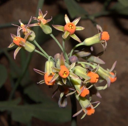 Tulbaghia acutiloba (Wild garlic) — photo