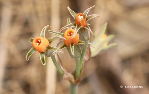 Tulbaghia acutiloba