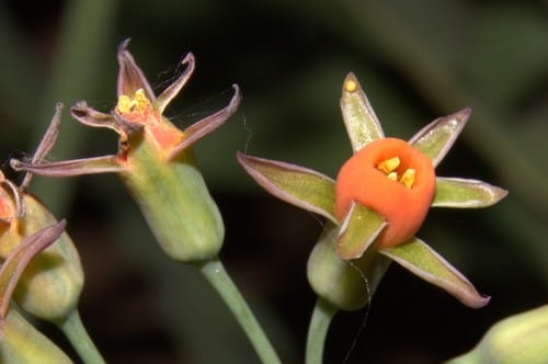 Tulbaghia acutiloba (Wild garlic) — photo