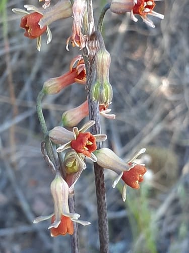 Tulbaghia alliacea (Wild garlic) — photo