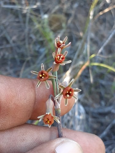 Tulbaghia alliacea (Wild garlic) — photo