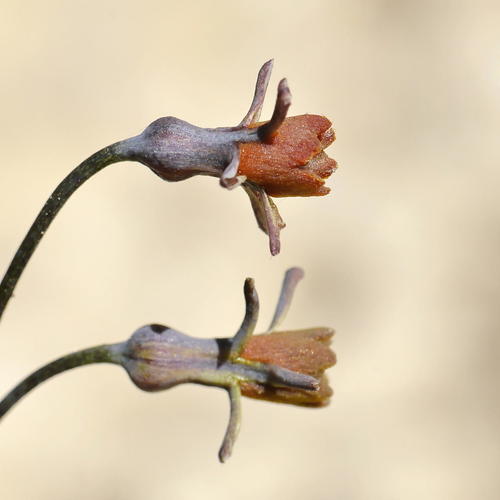 Tulbaghia alliacea
