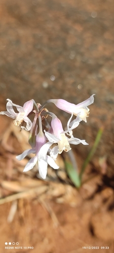 Tulbaghia cameronii