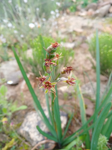 Tulbaghia capensis (Cape wild garlic) — photo