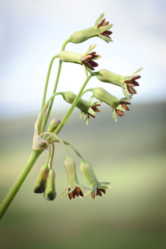 Tulbaghia capensis (Cape wild garlic) — photo