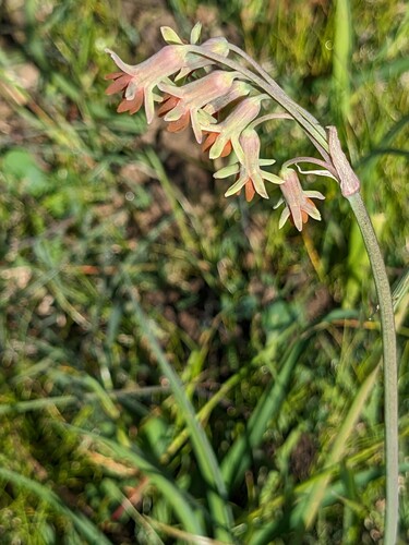 Tulbaghia capensis