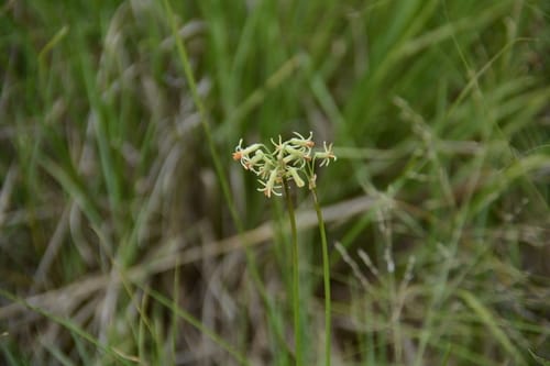 Tulbaghia leucantha (Highland wild garlic) — photo