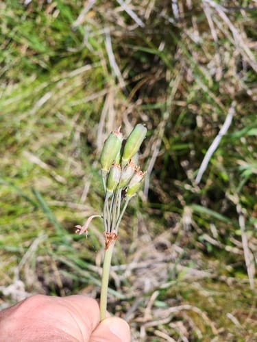 Tulbaghia ludwigiana (Scented wild garlic) — photo