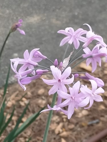 Tulbaghia violacea (Society garlic) — photo