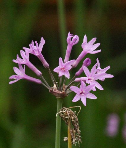 Tulbaghia violacea