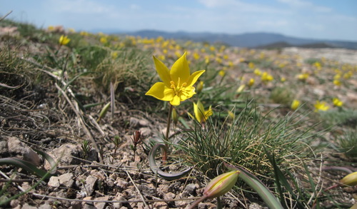 Tulipa australis