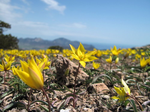 Tulipa australis — photo