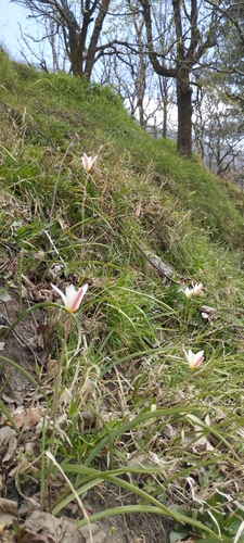 Tulipa clusiana (Wild tulip) — photo