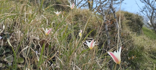 Tulipa clusiana (Wild tulip) — photo