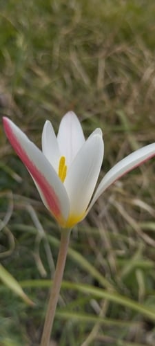 Tulipa clusiana
