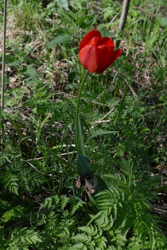 Tulipa gesneriana (Tulip) — photo